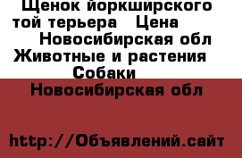 Щенок йоркширского той терьера › Цена ­ 10 000 - Новосибирская обл. Животные и растения » Собаки   . Новосибирская обл.